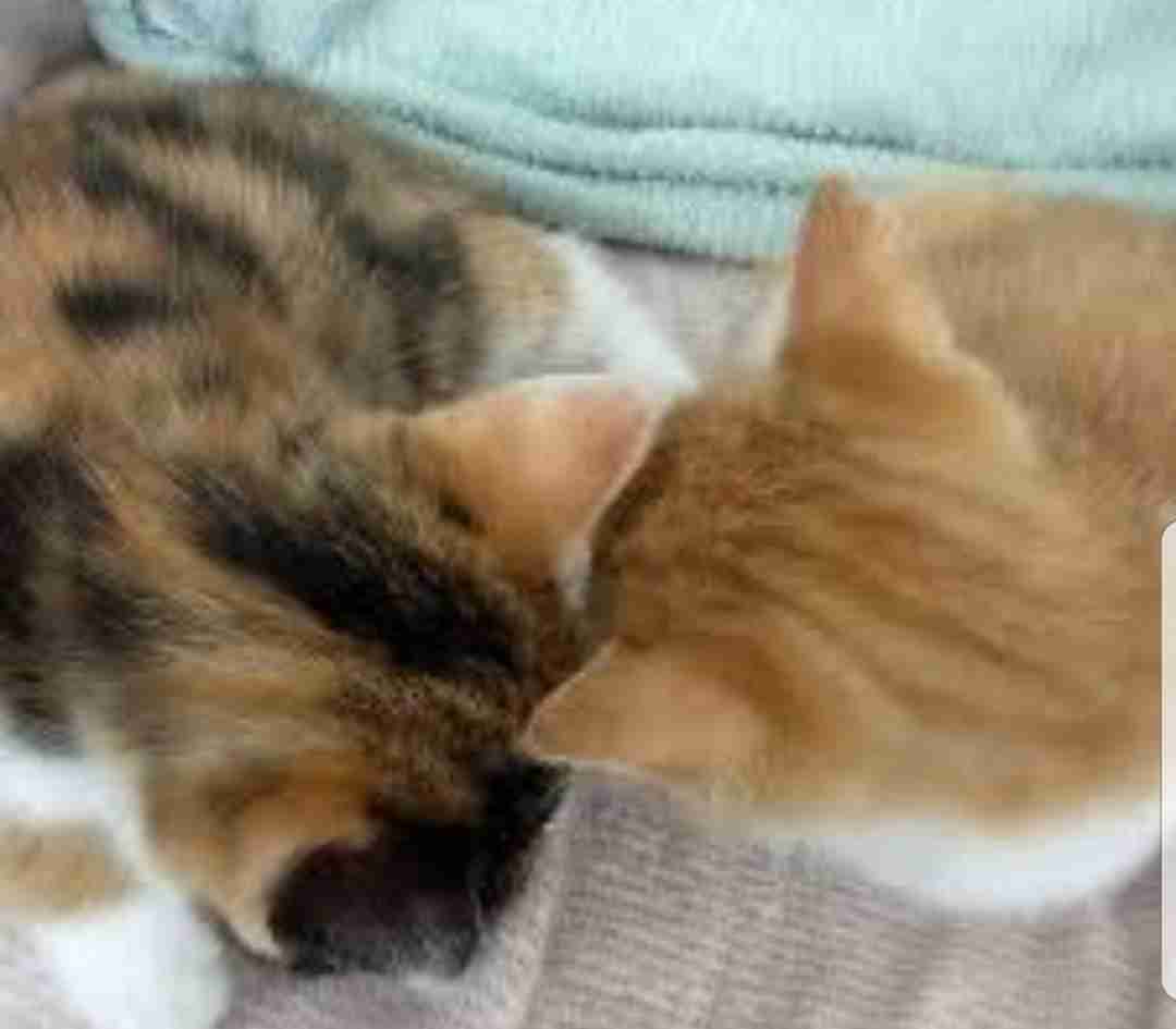 【画像】猫の後頭部が見たい