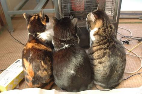 【画像】猫の後頭部が見たい