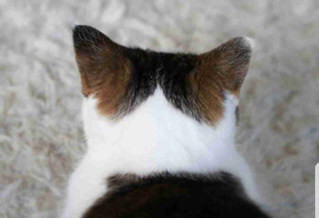 【画像】猫の後頭部が見たい