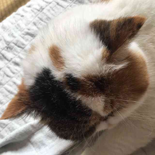 【画像】猫の後頭部が見たい