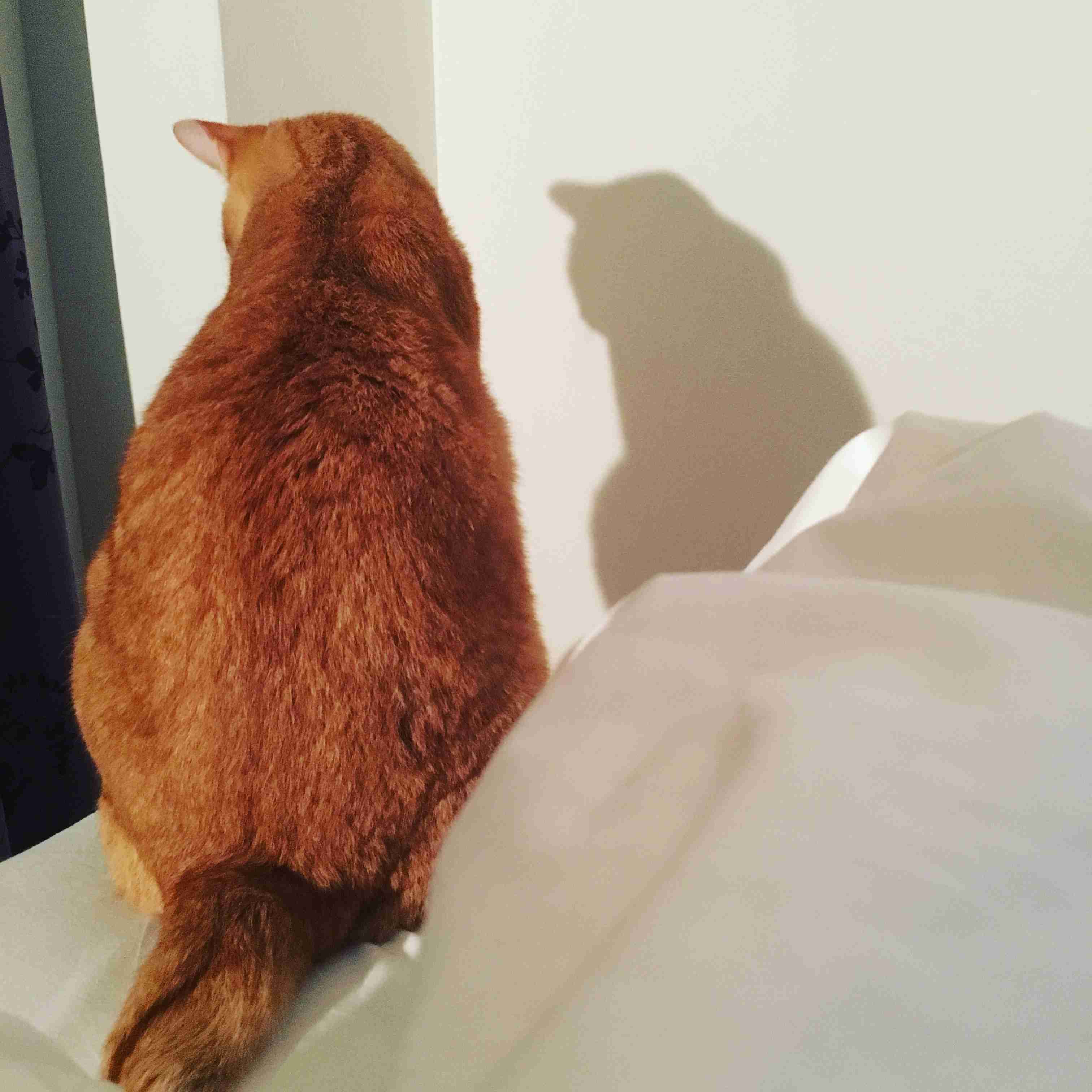 【画像】猫の後頭部が見たい