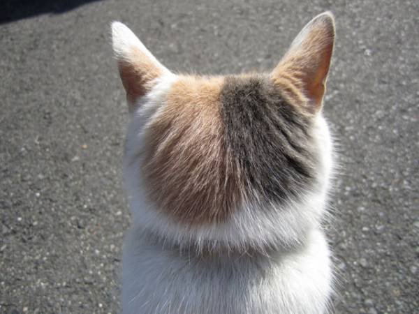 【画像】猫の後頭部が見たい