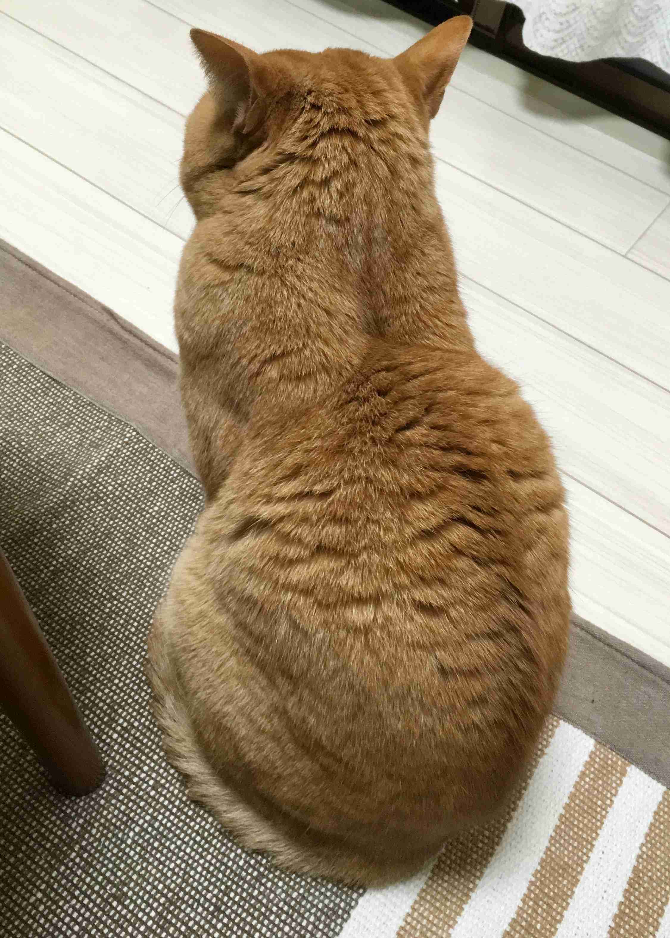 【画像】猫の後頭部が見たい