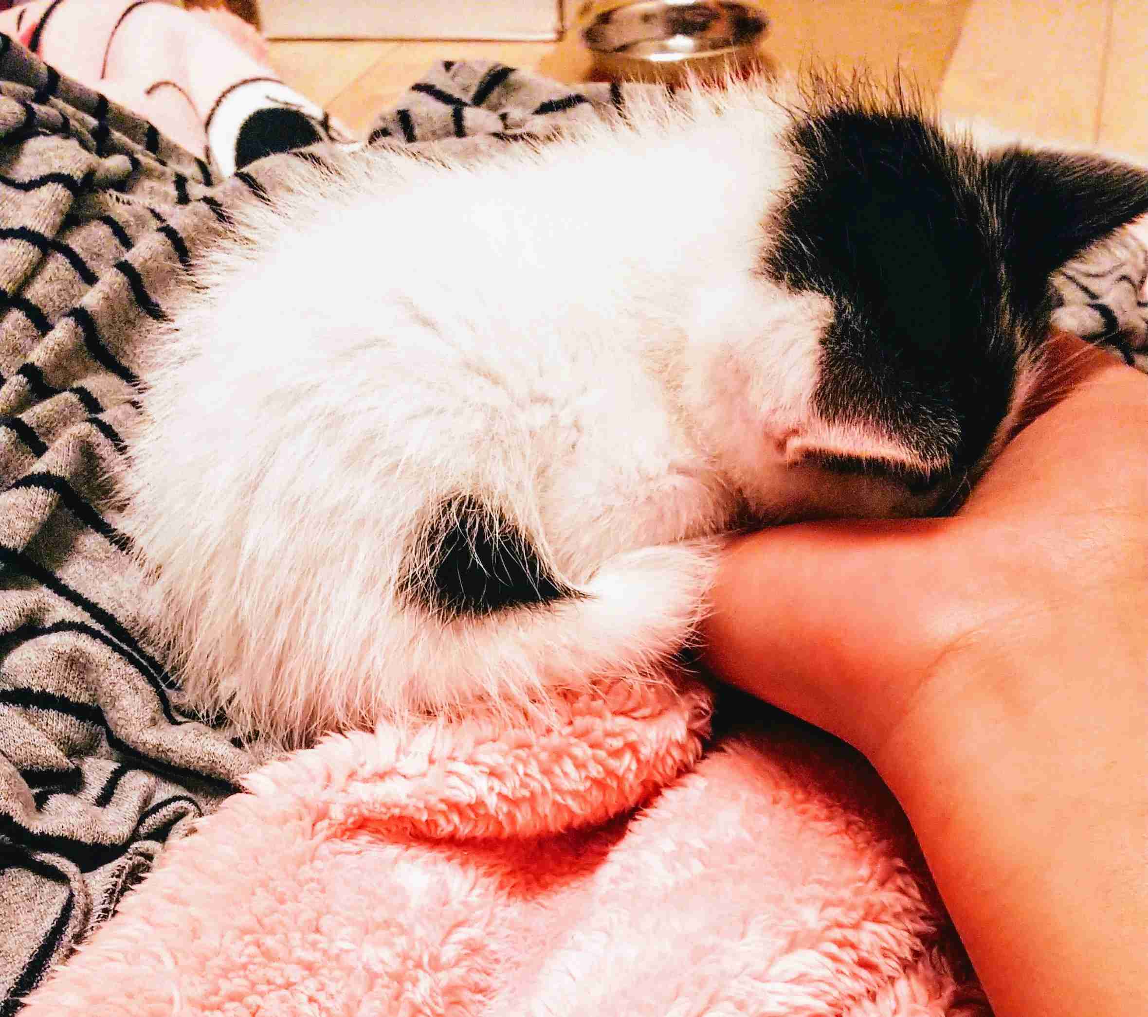 【画像】猫の後頭部が見たい
