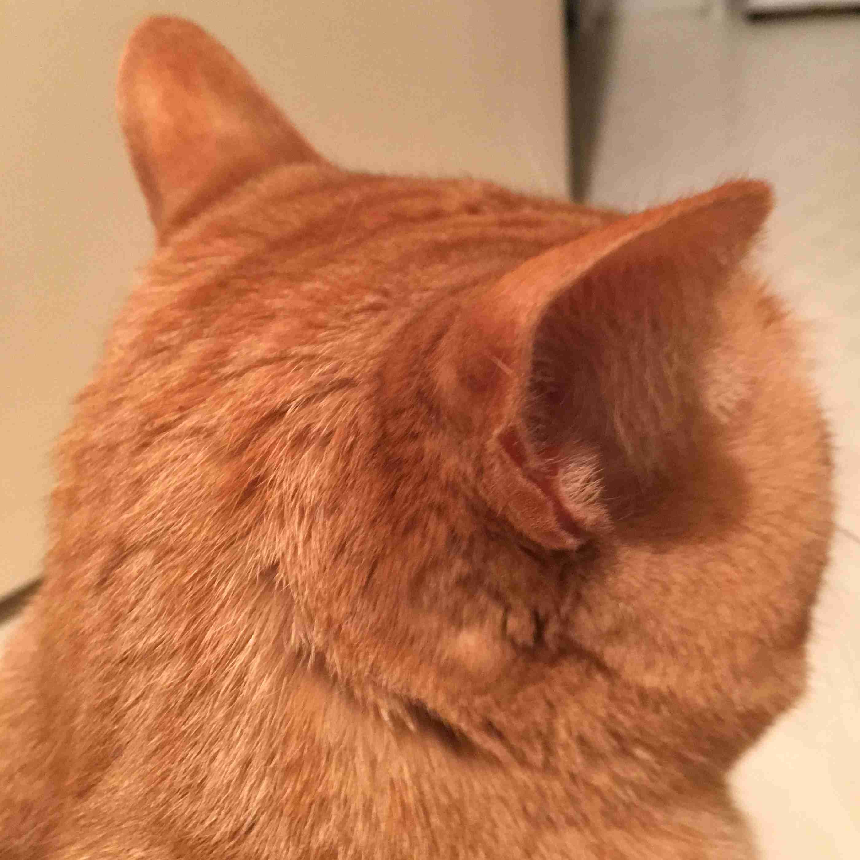 【画像】猫の後頭部が見たい