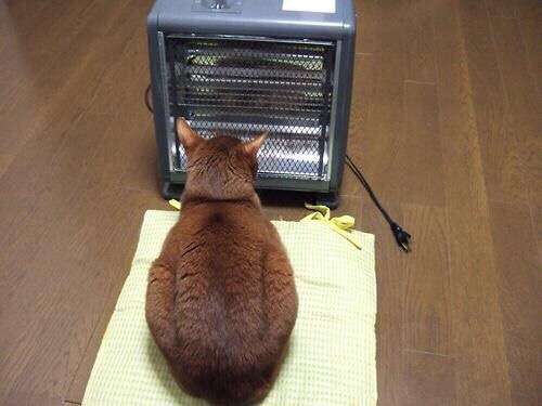 【画像】猫の後頭部が見たい