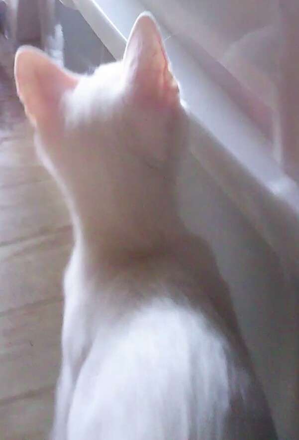 【画像】猫の後頭部が見たい