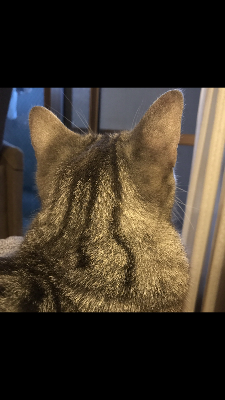 【画像】猫の後頭部が見たい