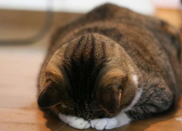 【画像】猫の後頭部が見たい