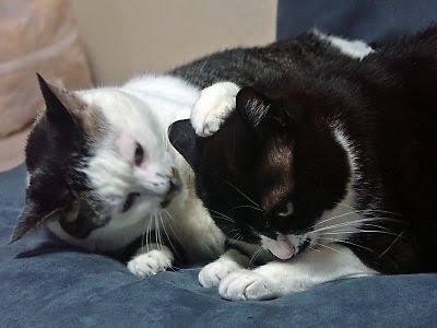 【画像】猫の後頭部が見たい