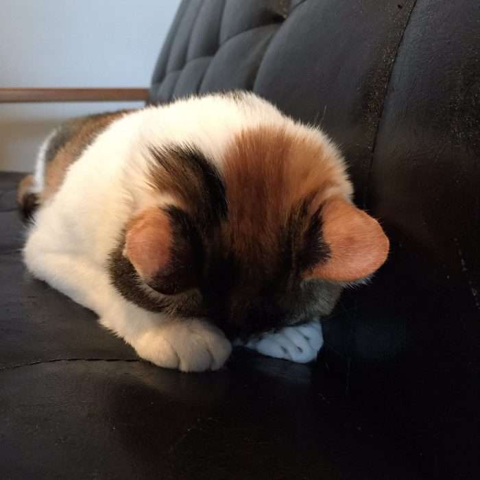 【画像】猫の後頭部が見たい