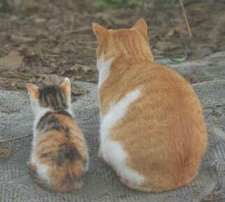 【画像】猫の後頭部が見たい