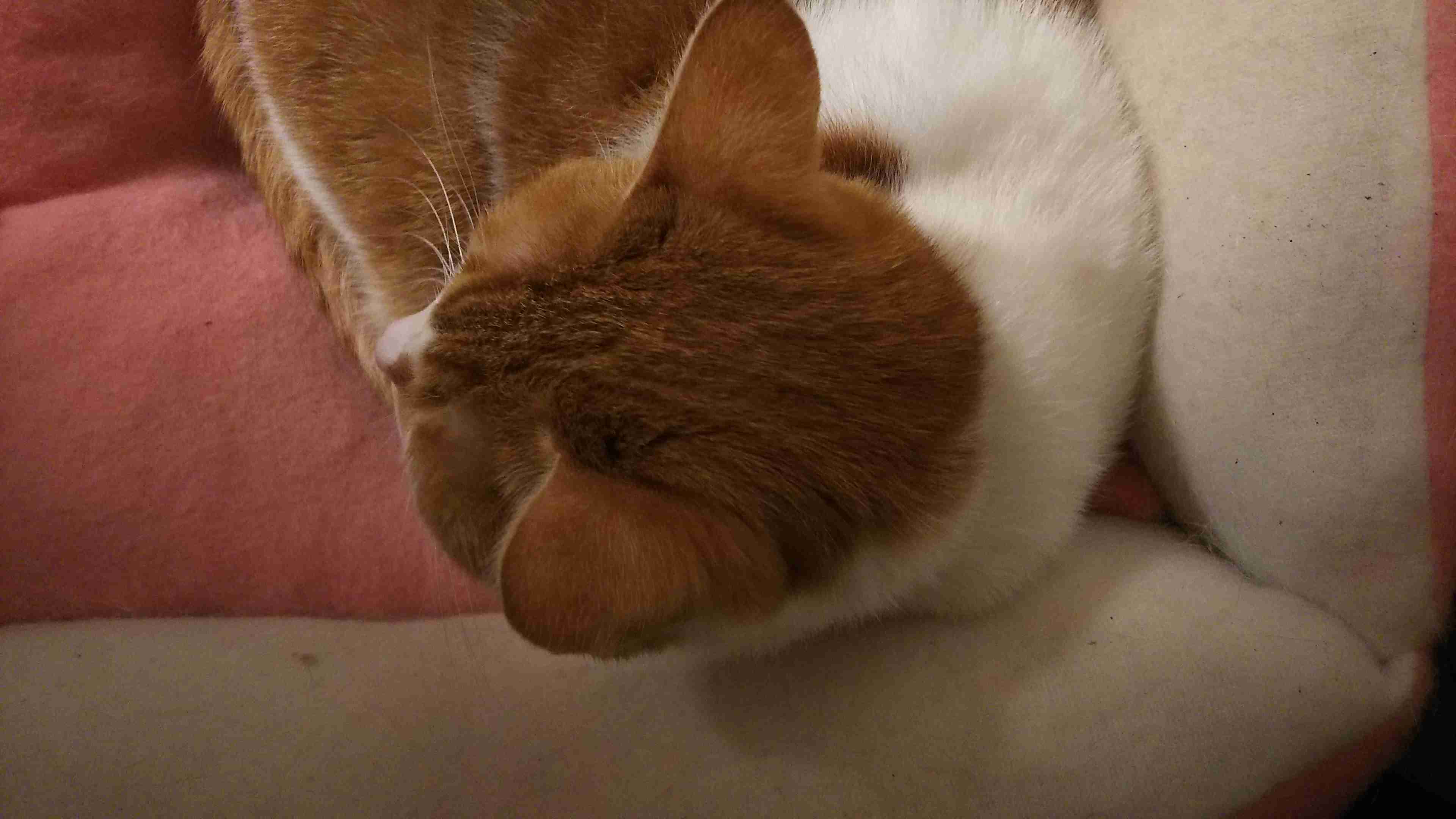 【画像】猫の後頭部が見たい
