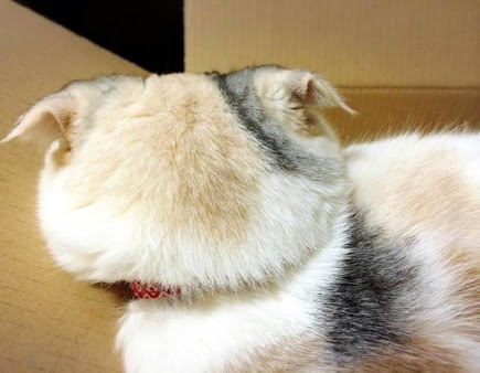 【画像】猫の後頭部が見たい