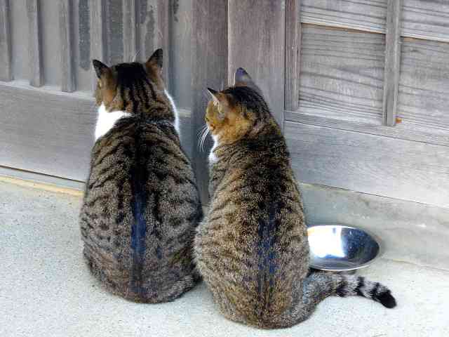 【画像】猫の後頭部が見たい