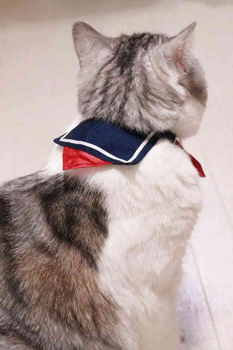【画像】猫の後頭部が見たい