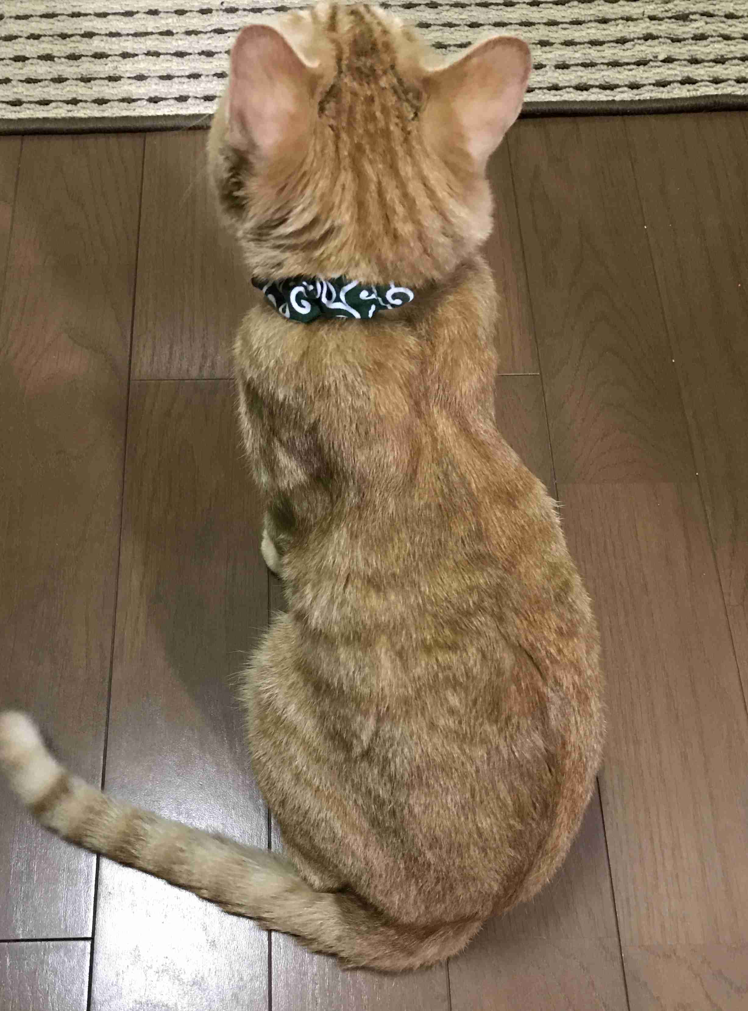 【画像】猫の後頭部が見たい