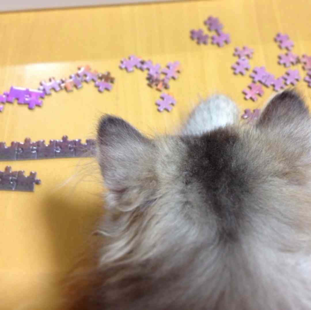 【画像】猫の後頭部が見たい