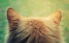 【画像】猫の後頭部が見たい