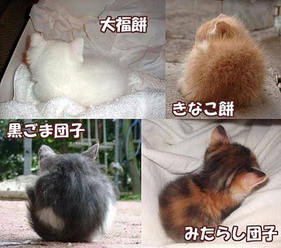 【画像】猫の後頭部が見たい
