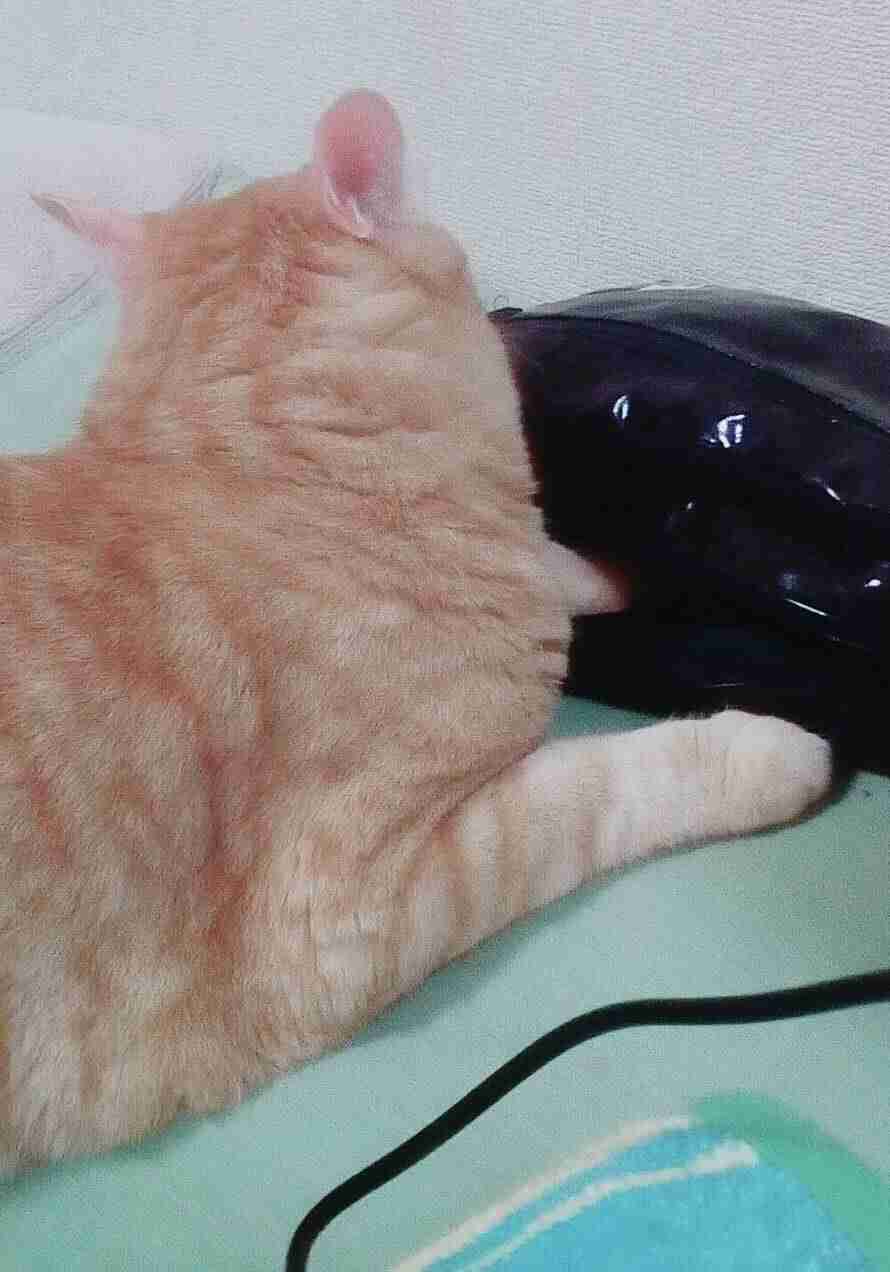 【画像】猫の後頭部が見たい