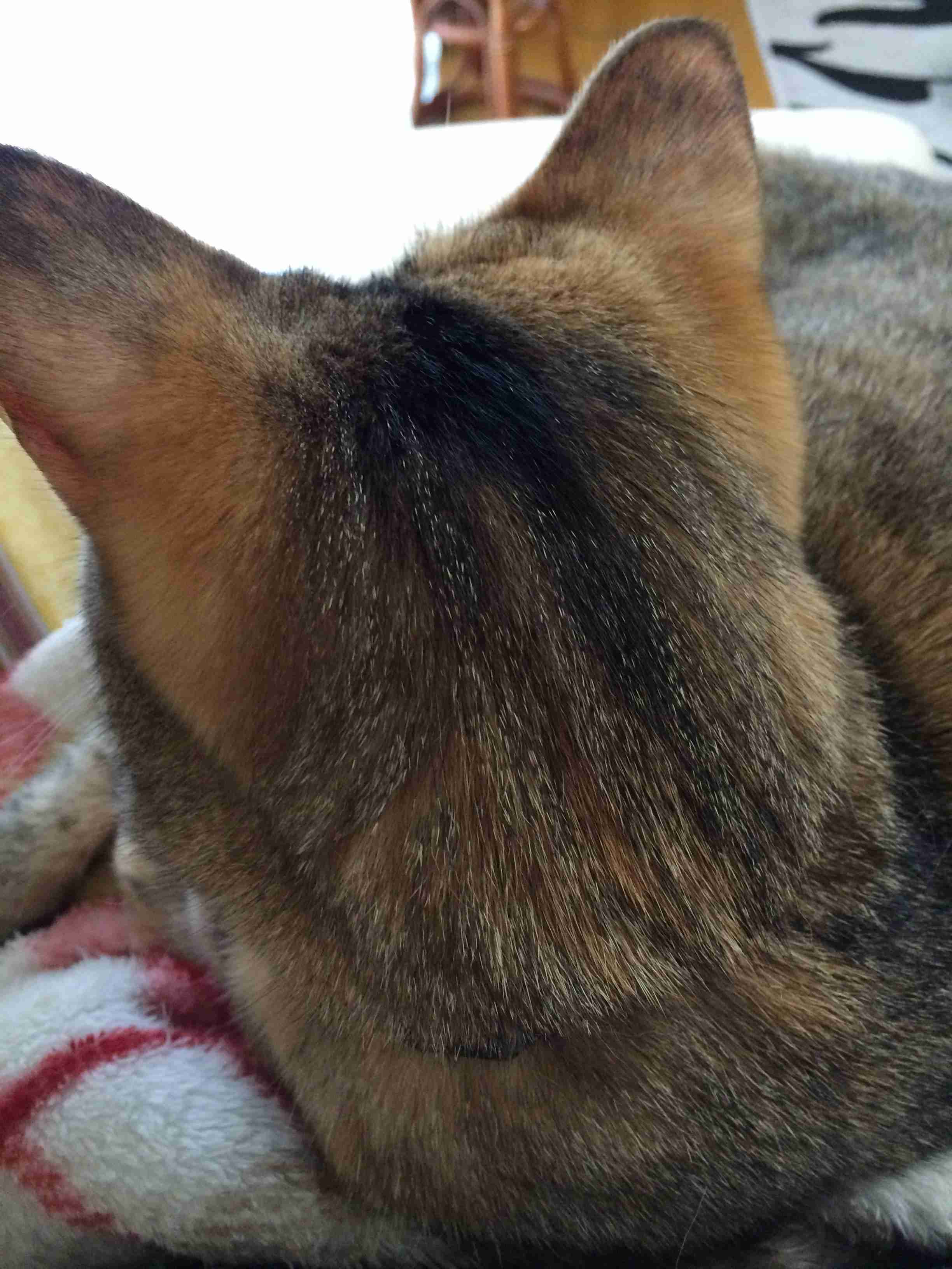 【画像】猫の後頭部が見たい