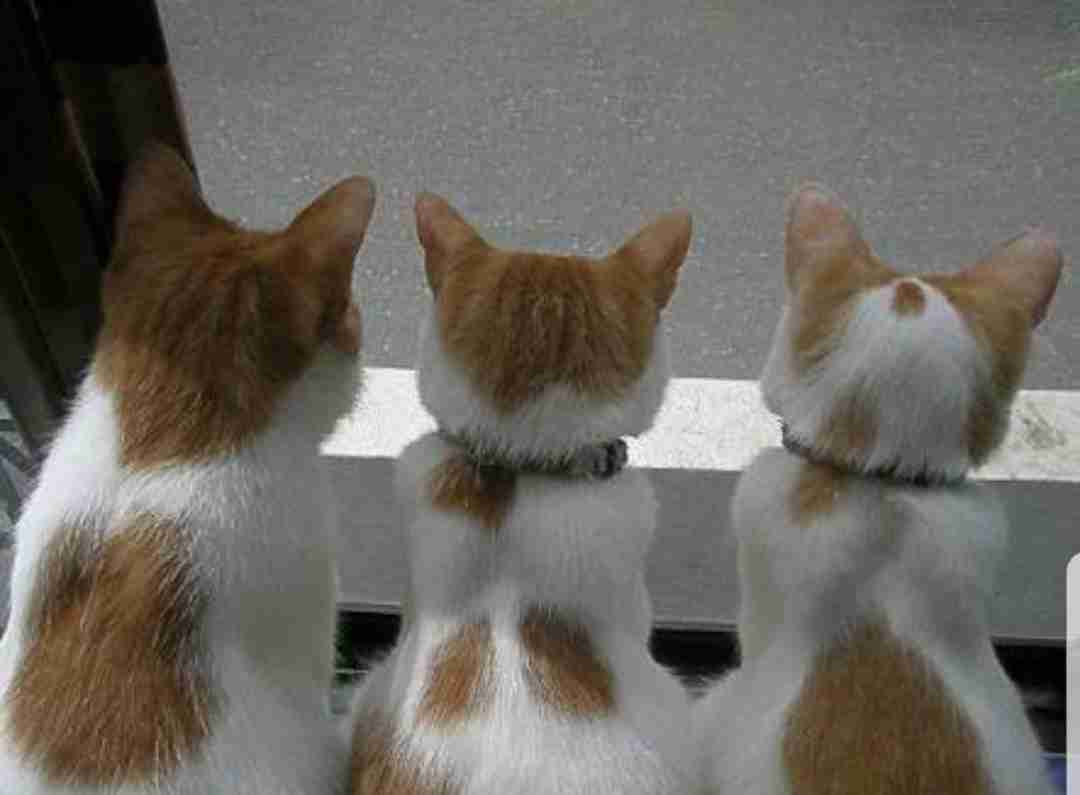【画像】猫の後頭部が見たい