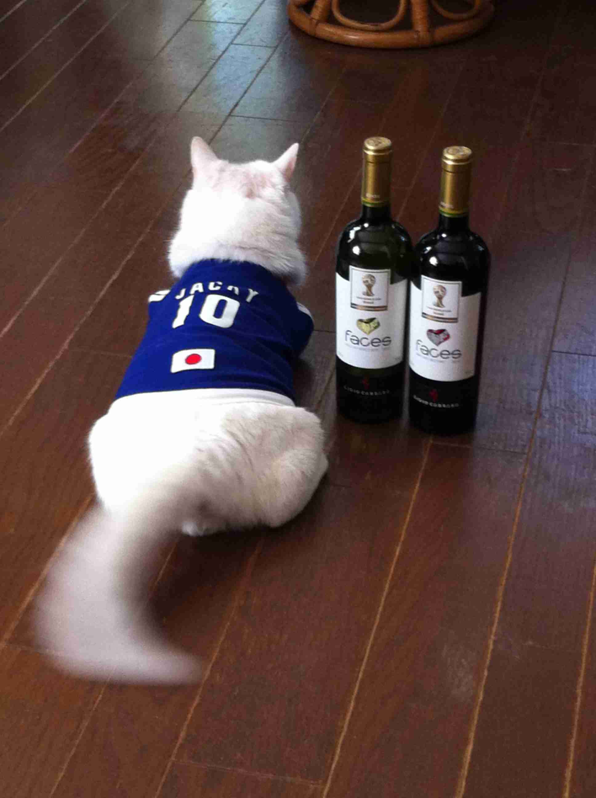 【画像】猫の後頭部が見たい