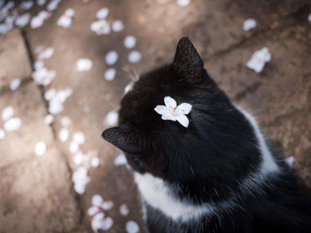 【画像】猫の後頭部が見たい