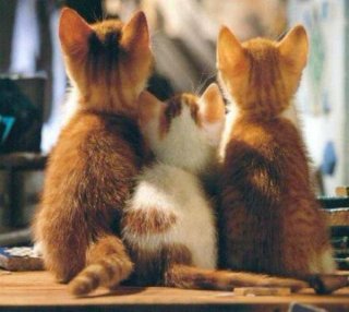 【画像】猫の後頭部が見たい