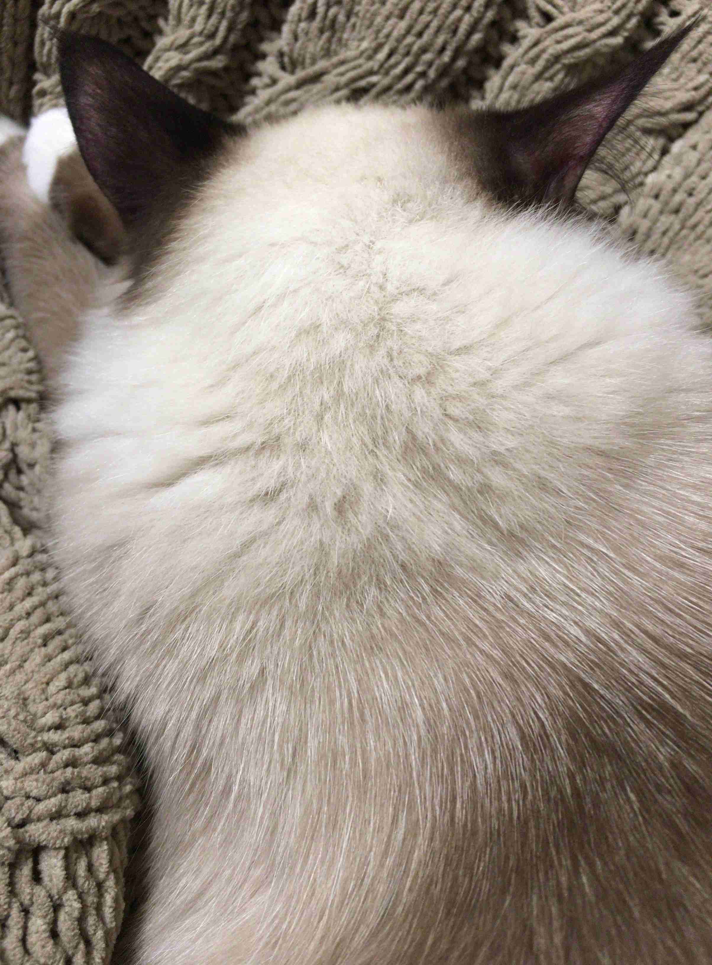 【画像】猫の後頭部が見たい