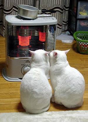 【画像】猫の後頭部が見たい