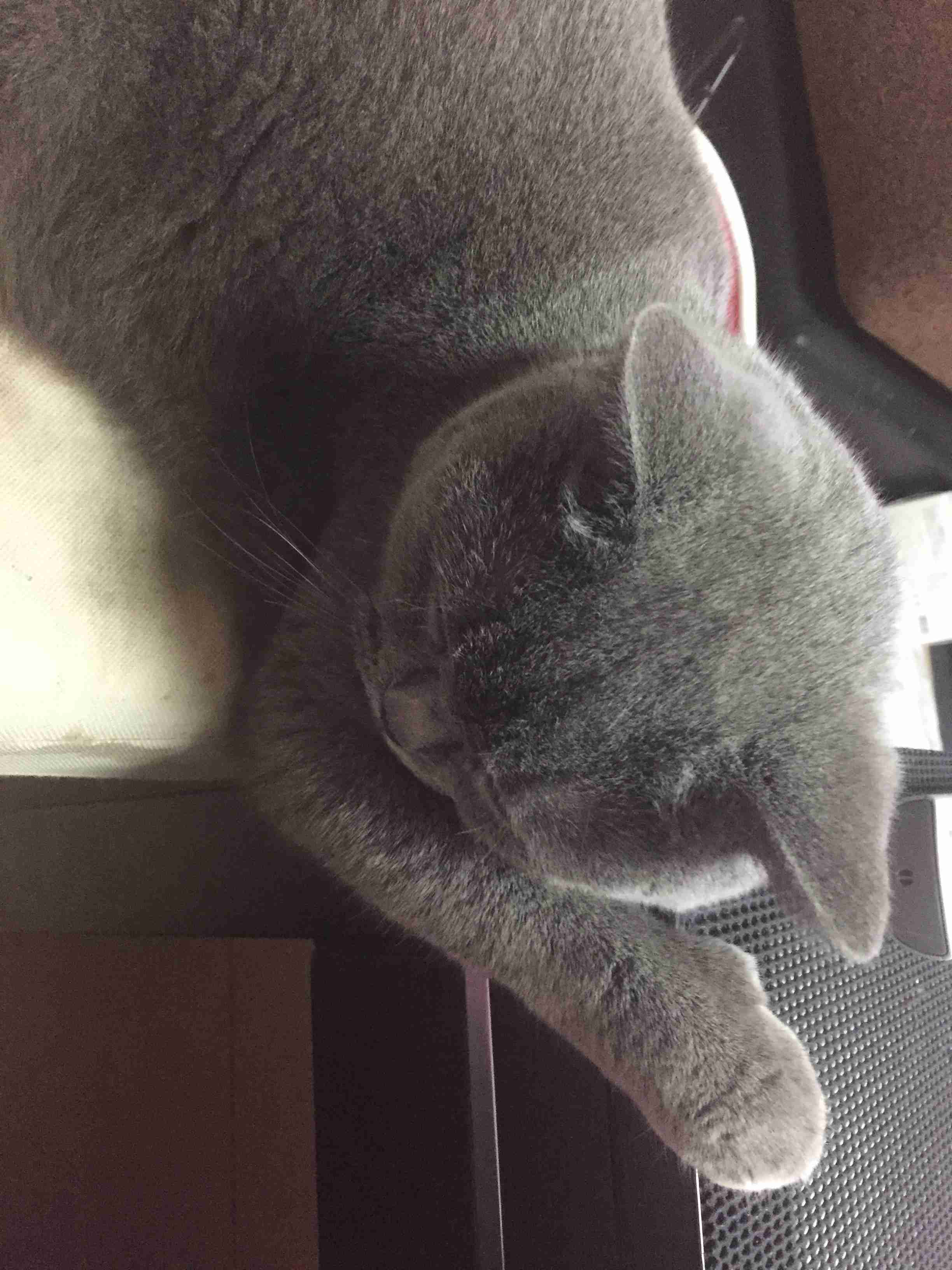 【画像】猫の後頭部が見たい