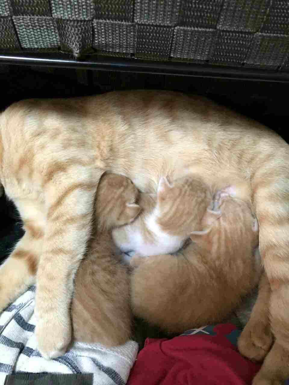 【画像】猫の後頭部が見たい