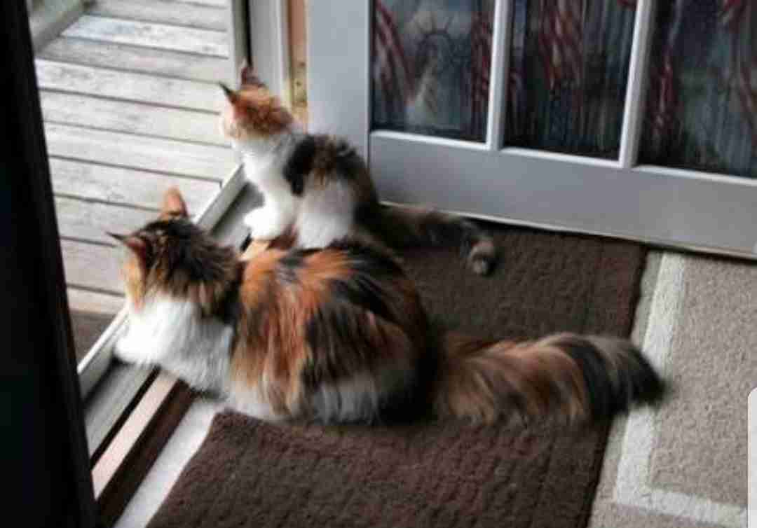 【画像】猫の後頭部が見たい