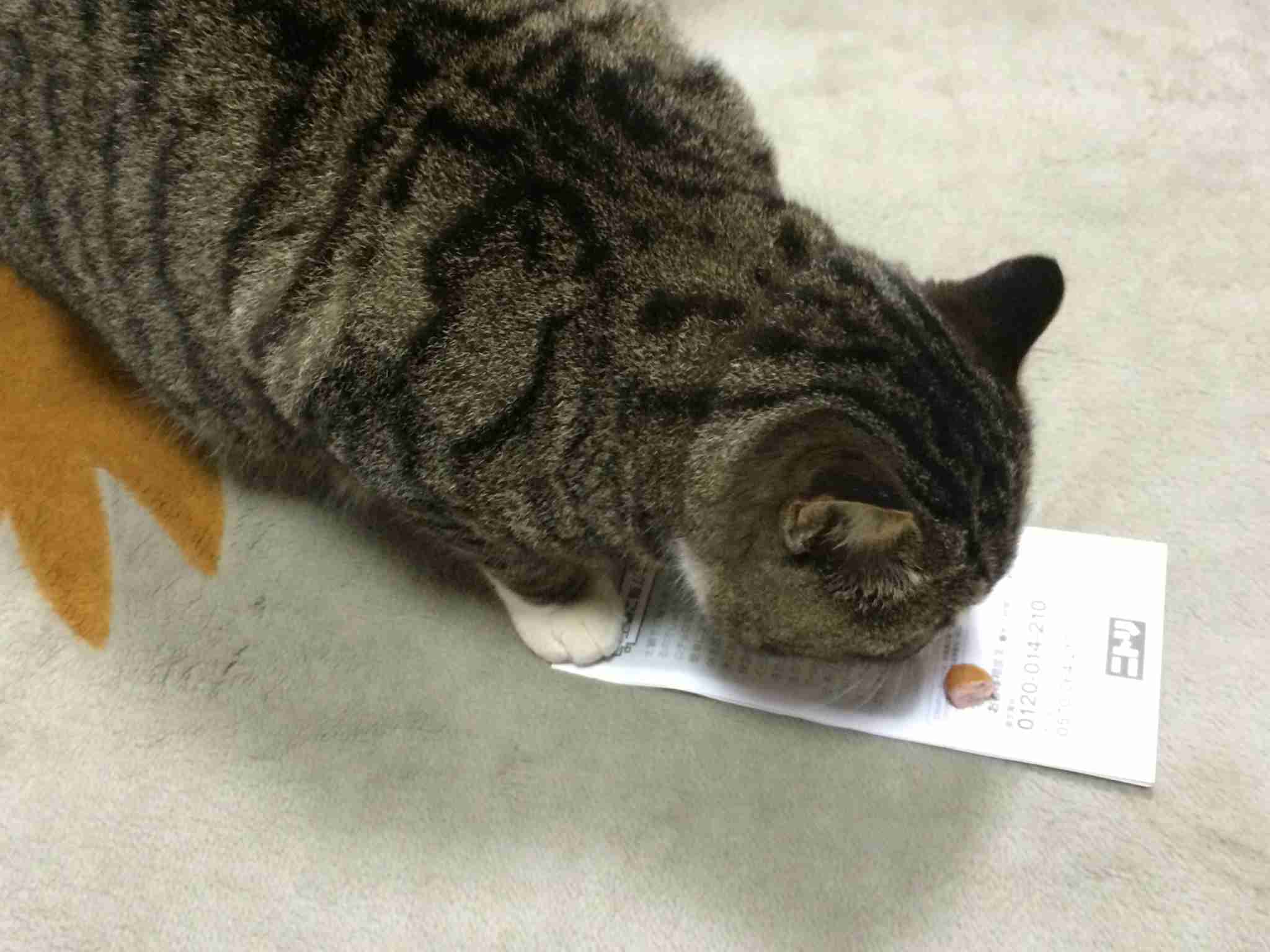 【画像】猫の後頭部が見たい