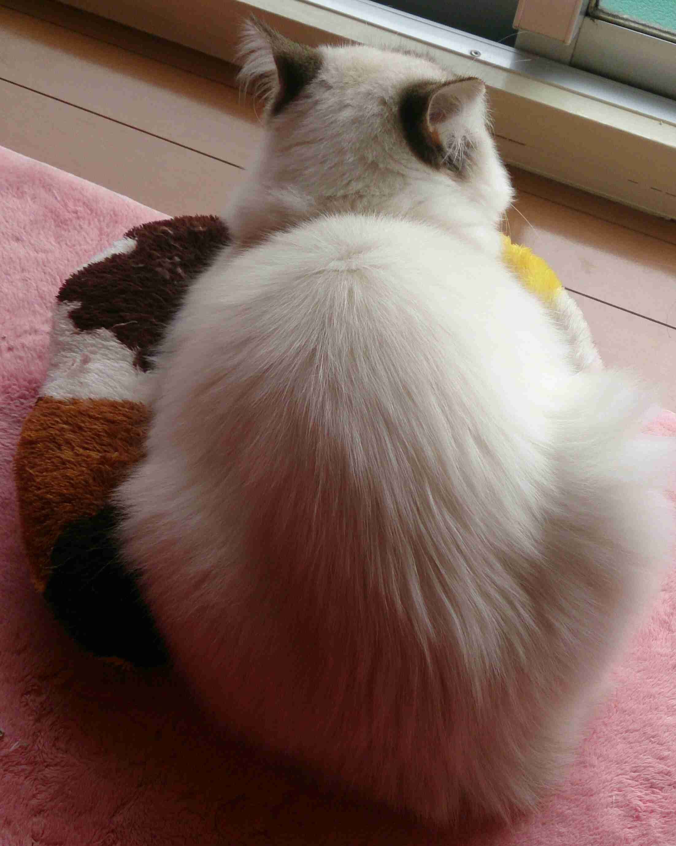 【画像】猫の後頭部が見たい
