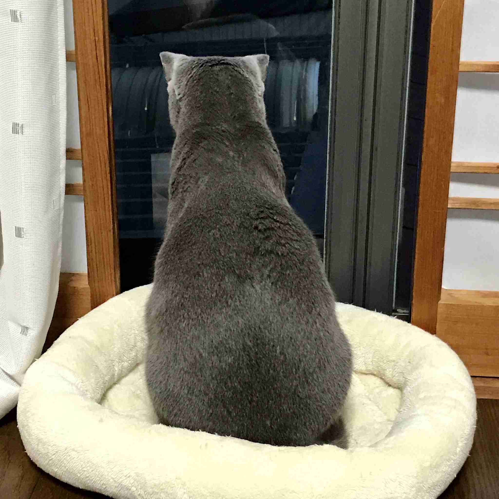 【画像】猫の後頭部が見たい