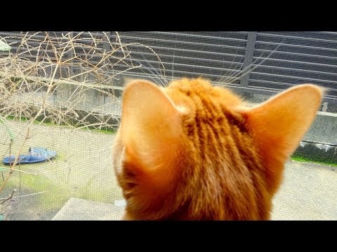 【画像】猫の後頭部が見たい