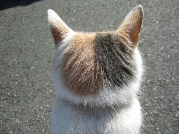 【画像】猫の後頭部が見たい