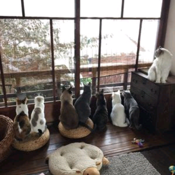 【画像】猫の後頭部が見たい