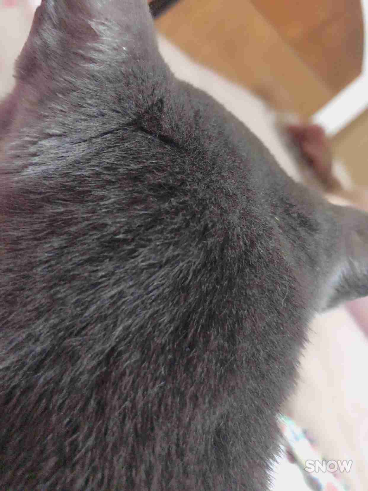 【画像】猫の後頭部が見たい