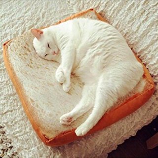 【画像】猫の後頭部が見たい