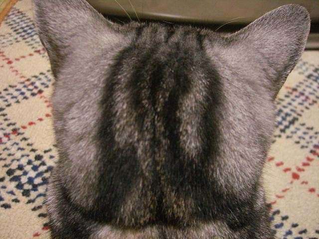 【画像】猫の後頭部が見たい
