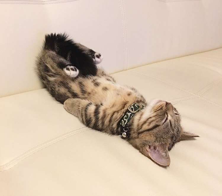 【画像】猫の後頭部が見たい