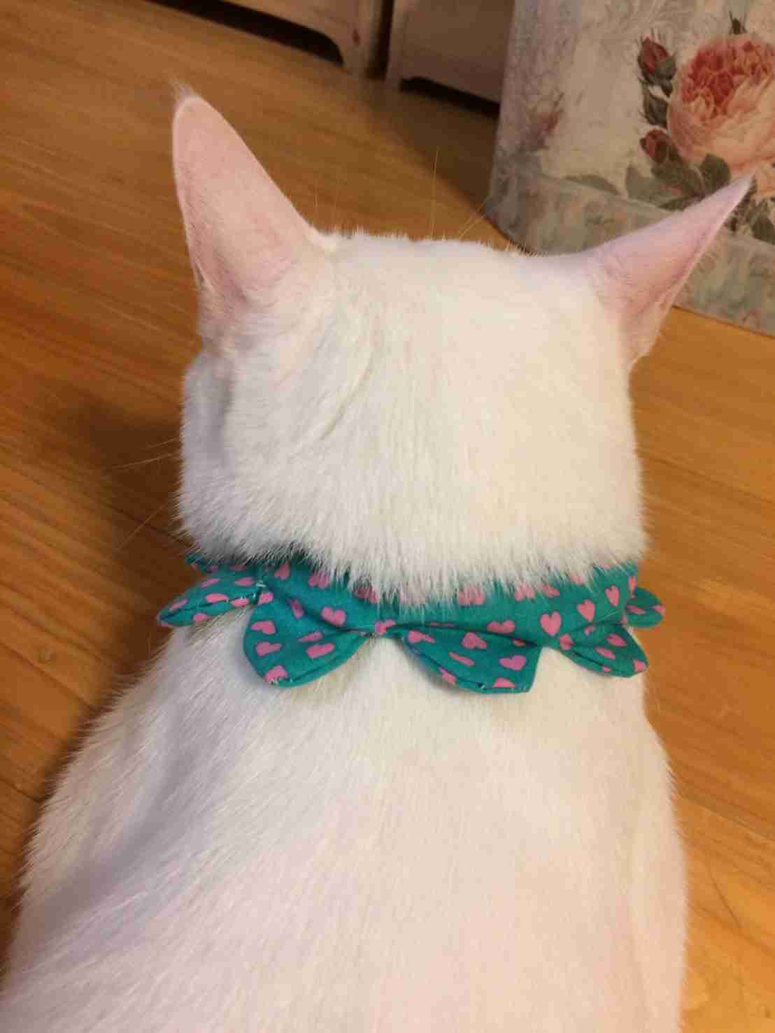【画像】猫の後頭部が見たい