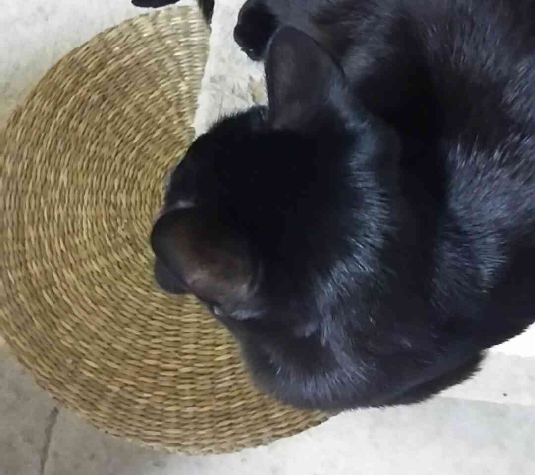 【画像】猫の後頭部が見たい