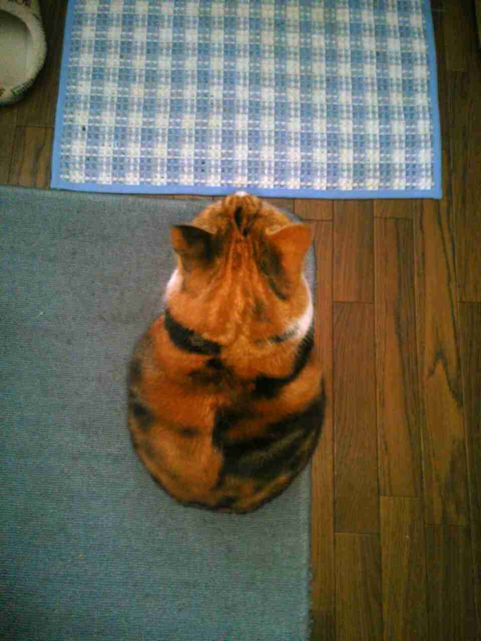 【画像】猫の後頭部が見たい