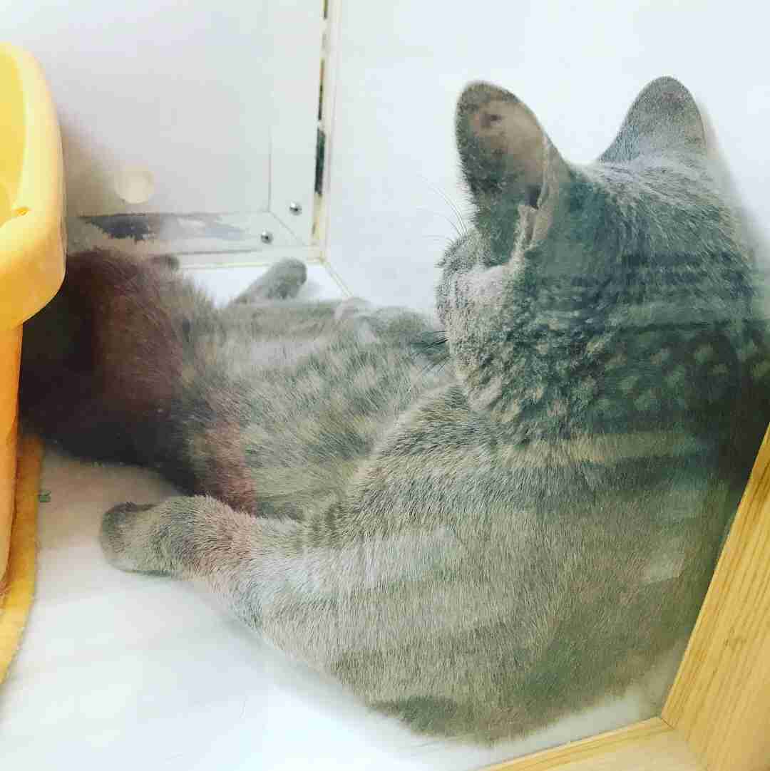 【画像】猫の後頭部が見たい