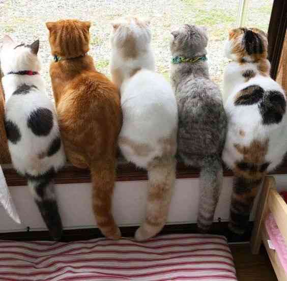 【画像】猫の後頭部が見たい